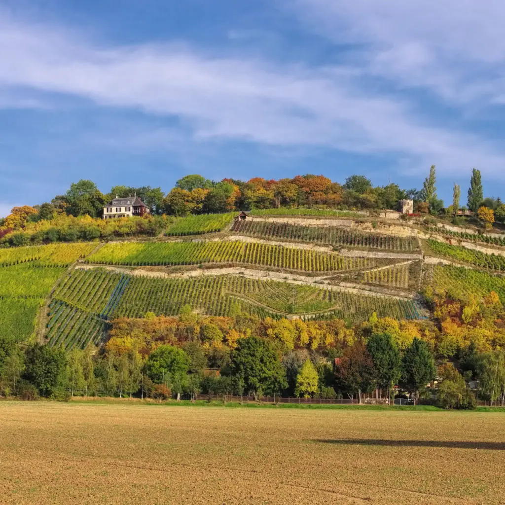 Saale Unstrut vineyards in fall